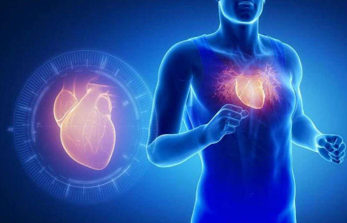 Una proteína imita los efectos del ejercicio físico en el corazón