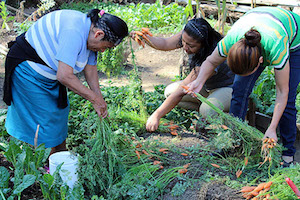 Oferta Medio Ambiente capacitación en técnicas de cultivo