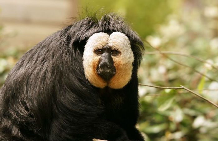 Un mono de la Amazonia que no se veía desde hace 80 años es captado por científicos