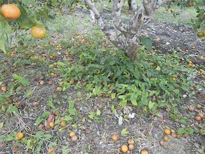 Piden a productores unirse