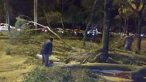 Atiende Ayuntamiento de Xalapa reportes por diversos árboles caídos