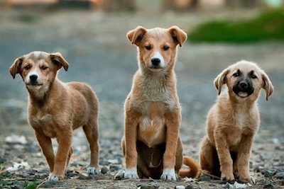 Aumenta abandono de mascotas que fueron regaladas en temporada navideña