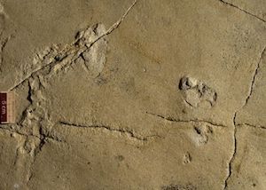Huellas encontradas en Grecia desafían teoría evolutiva humana