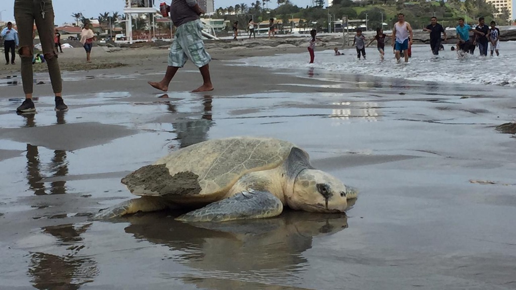 Tortuga que desovó en Boca del Río pudo haber viajado desde Colima, traía etiqueta de ese estado